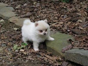 Tiny Pomeranian Puppies