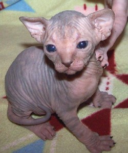 Sphynx Kittens for Free