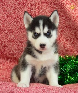 SIBERIAN HUSKY PUPPIES