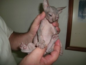 Sphynx Female Kitten