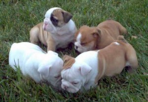 English Bulldog Puppies