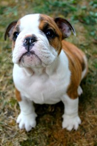 Lovely Bulldog puppy for You