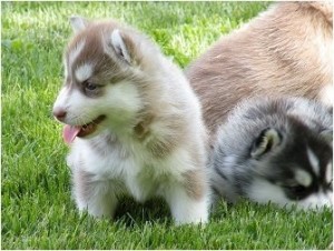 Healthy Siberian Husky Puppies for Re-homing