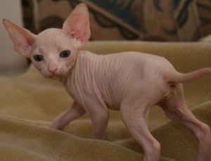 TICA  Sphynx Kittens for Sale