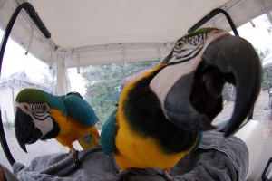 Macaw Parrots for Sale