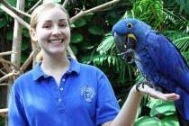 Tame Hyacinth Parrots