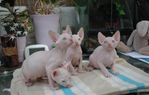 SPHYNX KITTENS FOR SALE