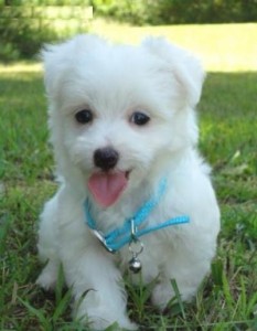 Registered Maltese Puppies