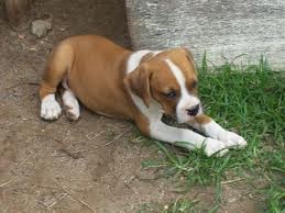 Boxer Pups