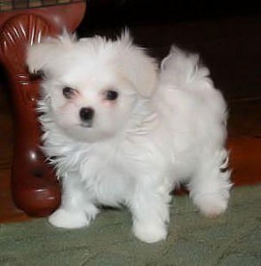 Adorable Teacup Maltese Pups