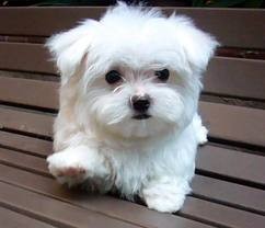 Maltese Puppies