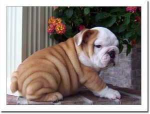 Purebred English Bulldog