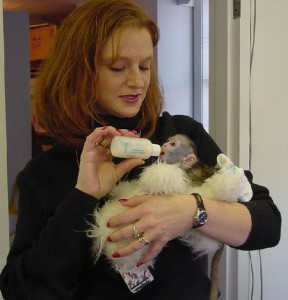 Capuchin Monkey Available for Adoption