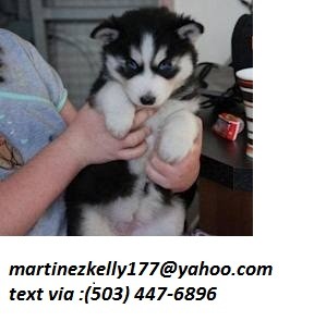 Purebred Siberian Husky Puppies for Sale