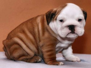 Stunning Bulldog Puppies for Adoption
