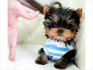 T-Cup Yorkie Puppies
