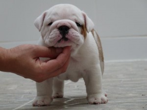 English Bulldogs Puppies - 9 weeks old.