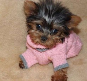 Teacup Yorkie Puppies