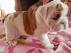 Outstanding English Bulldog Puppies