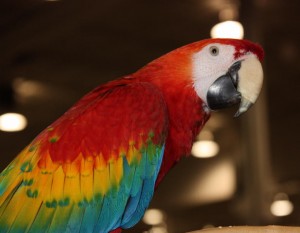 2 Talking Scarlet Macaw Parrots for Adoption