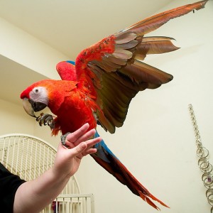 Scarlet Macaw Parrots for Rehoming