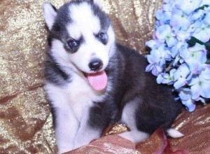 Blue Eyes Siberian Husky Puppies For Adoption