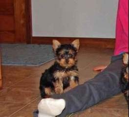 Fantastic Yorkie Puppy