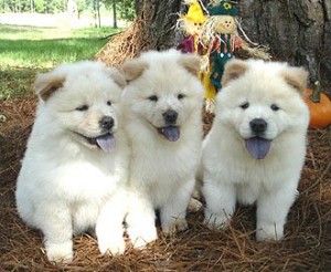 Healthy Chow Chow Puppies for Sale