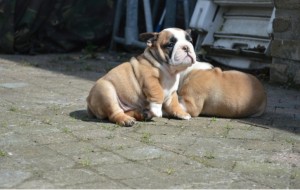 AKC Lined English Bulldog Pupppy