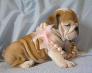 ENGLISH BULLDOGS PUPPIES