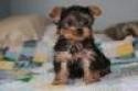 Teacup Yorkie Puppies for Re-homing