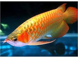 Arowana Fish And Many order's for Sale