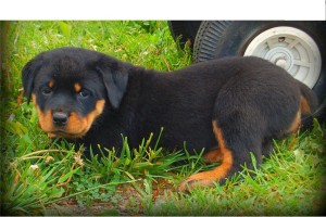 Rotties For Adoption