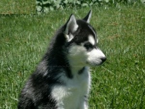 Siberian Husky Puppies for Adoption