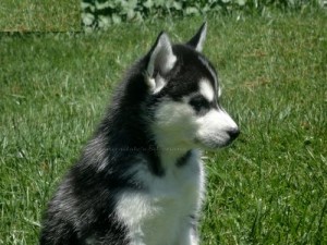 Siberian Husky Puppies for Adoption