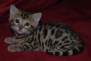 Tica Registered Bengal Kittens! - 200 USD