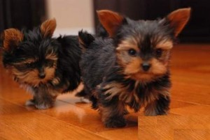 Little Yorkie Puppies for Sale