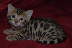 Beautiful Female Bengal Cat