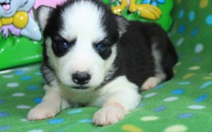 Siberian Husky Puppies