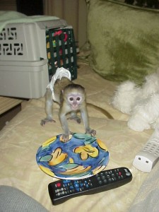 Female Capuhcin Monkey for Adoption