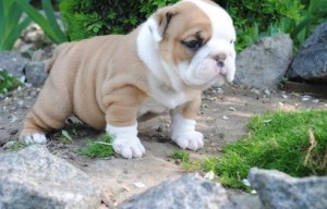 AKC English Bulldog Puppies for Sale