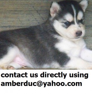 Gorgeous Siberians Husky