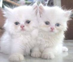 Lovely Persian Kittens