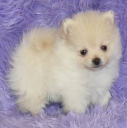 Tiny Pomeranian Puppies for Sale