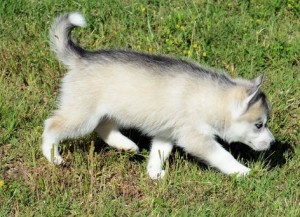 Siberian Husky Puppies