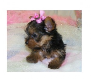 Adorable Yorkie Puppies