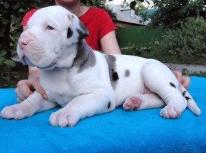 Great Dane Puppies for Sale