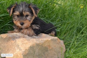 Amazing Teacup Yorkie for Sale