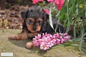 Teacup Yorkshire Terrier Puppies