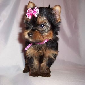 Beautiful Teacup Female Yorkie Puppy!